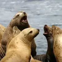 وحشت شیرهای دریایی هنگام وقوع زلزله