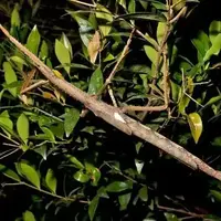 کشف یک گونه حشره چوب‌مانند در استرالیا