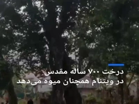  درخت ۷۰۰ ساله مقدس در ویتنام که میوه می‌دهد!