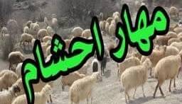 مهار احشام قاچاق توسط مرزبانان هنگ مرزی سردشت