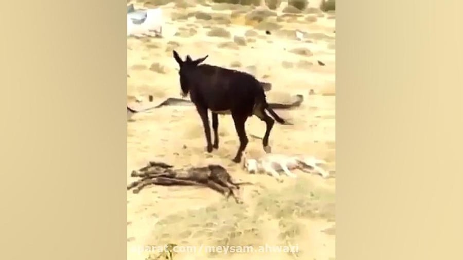 کشته شدن گرگ توسط الاغ مادر