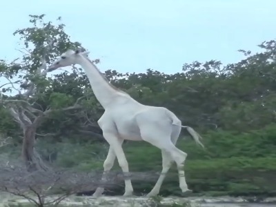 زرافه جالب آلبینو در طبیعت