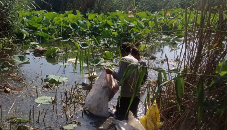 حمله به سنبل شیطانی برای نجات تالاب نیلوفر آبی