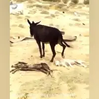 کشته شدن گرگ توسط الاغ مادر