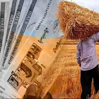 پرداخت مطالبات معوق گندم‌کاران آغاز شد
