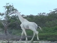 زرافه جالب آلبینو در طبیعت