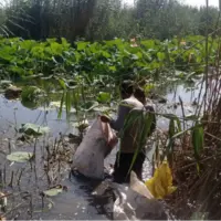 حمله به سنبل شیطانی برای نجات تالاب نیلوفر آبی