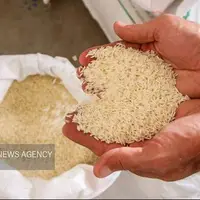 ثبت‌سفارش برنج از هفته آینده آغاز می‌شود