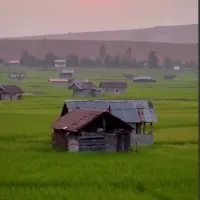 مزرعه های شالیزار برنج در مازندران