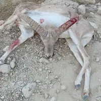 شکارچیان غیرمجاز در فراشبند دستگیر شدند