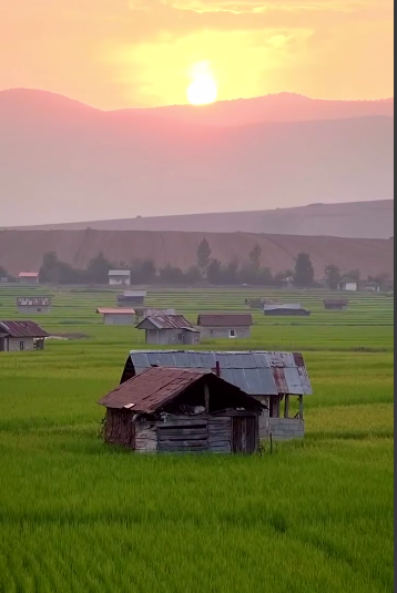 مزرعه های شالیزار برنج در مازندران
