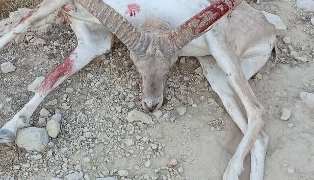 شکارچیان غیرمجاز در فراشبند دستگیر شدند