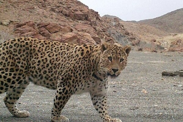 ثبت تصویر پلنگ ایرانی در کوه مُعلی نائین با دوربین‌های تله‌ای