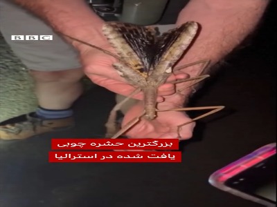 کشف یک حشره عجیب در استرالیا