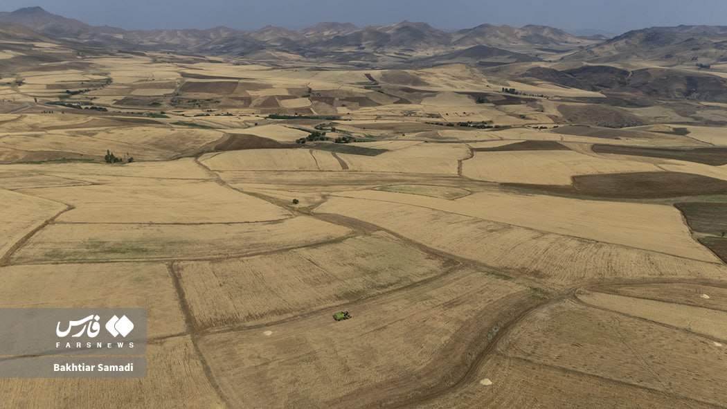 برداشت گندم در سارال کردستان