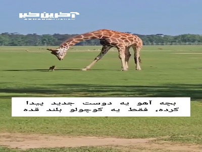 با دوست جدید بچه آهو آشنا شوید