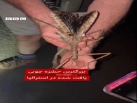 کشف یک حشره عجیب در استرالیا