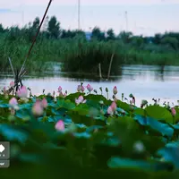 عکس/ تالاب نیلوفر آبی بابل
