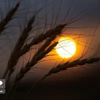 برداشت گندم در سارال کردستان