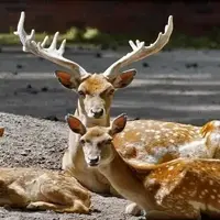 شیر خوردن بچه گوزن در جنگل هیرکانی