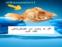 شگفتی‌های آفرینش در طوطی ماهی