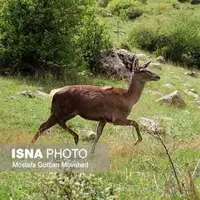 تولد پنجمین گوساله‌ مارال در پارک جنگلی فندقلوی اهر