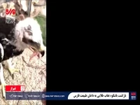 بازگشت عقاب طلایی به دامان طبیعت فارس