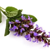 دم‌نوش مریم‌گلی، نوشدارویی برای مقابله با بی‌خوابی