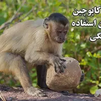 استفاده شگفت‌انگیز میمون‌های کاپوچین از ابزار سنگی برای تهیه غذا