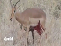 تمساح ایمپالا را زنده زنده خورد!