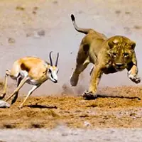 شکار ایمپالا توسط شیر 