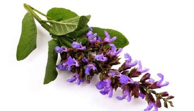 دم‌نوش مریم‌گلی، نوشدارویی برای مقابله با بی‌خوابی