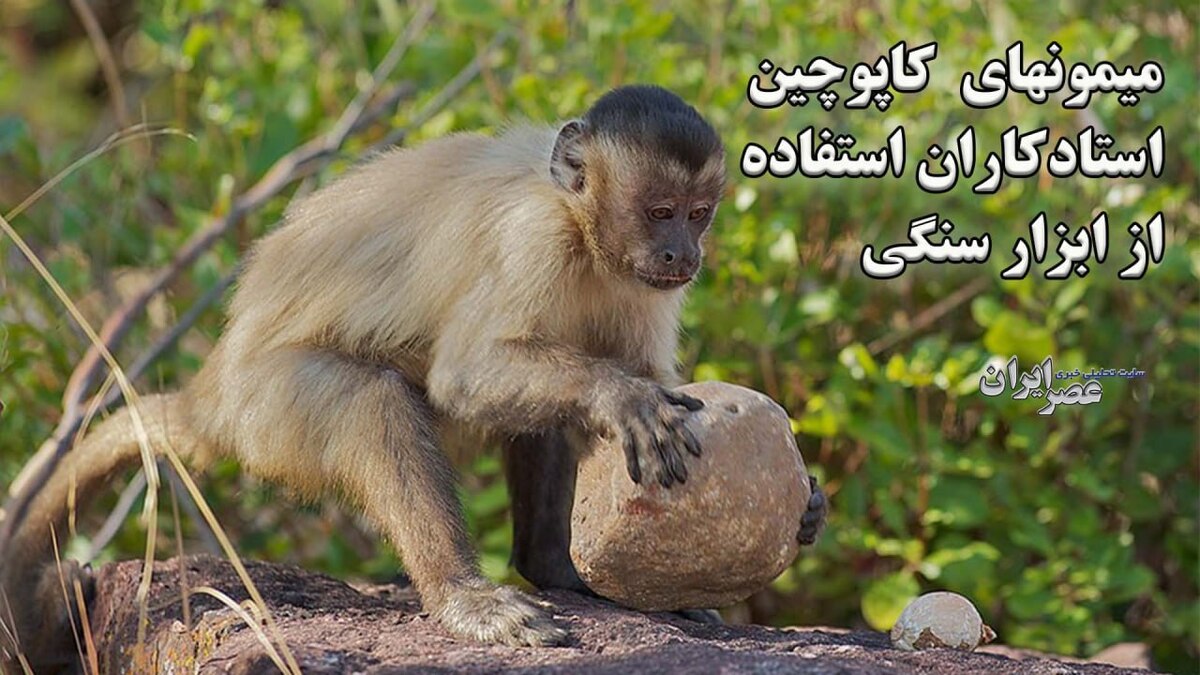 استفاده شگفت‌انگیز میمون‌های کاپوچین از ابزار سنگی برای تهیه غذا