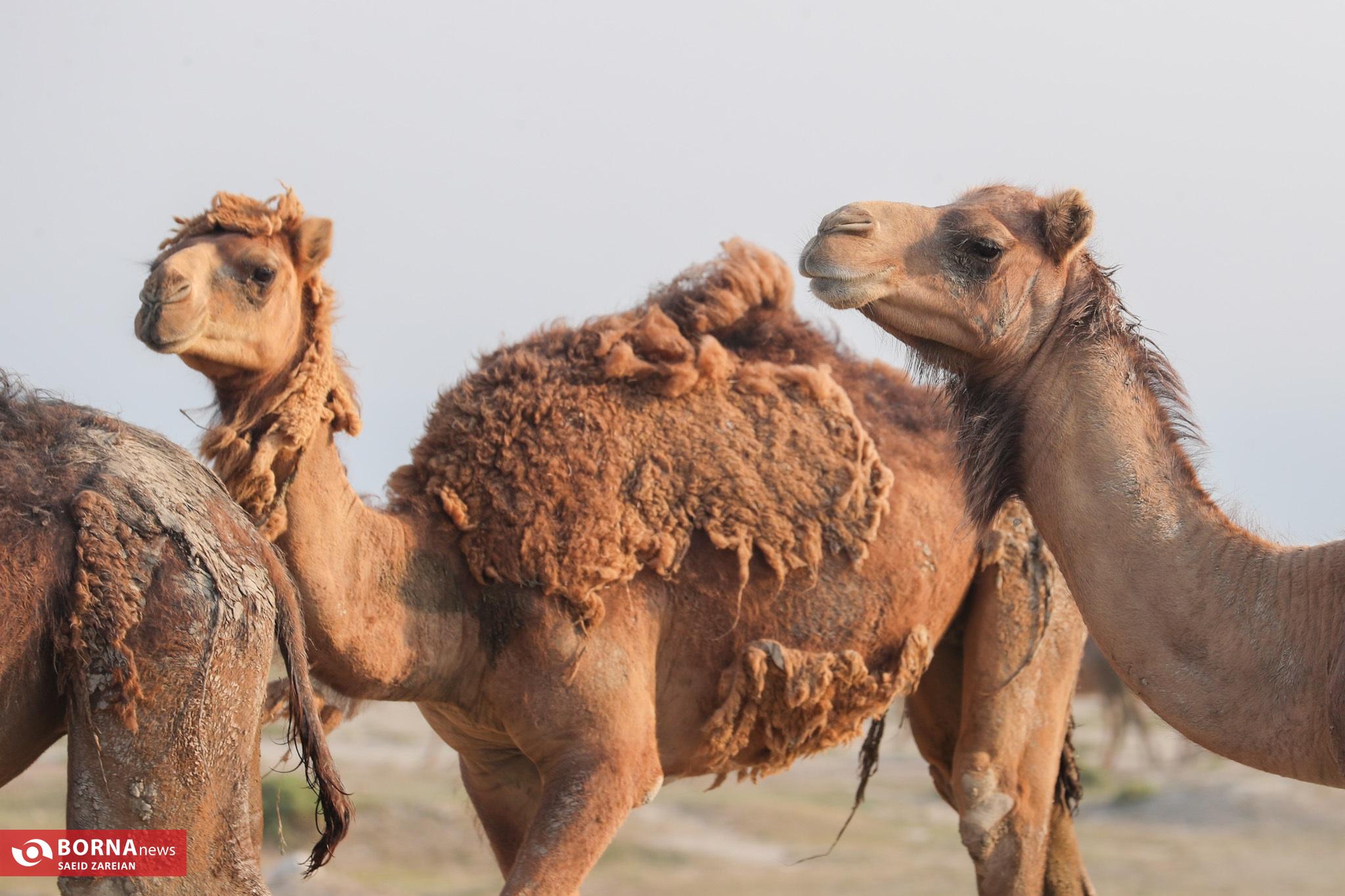 عکس/ سفر سه روزه وزیر کار به گلستان