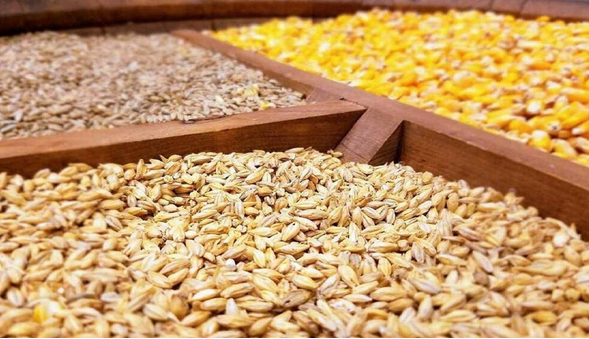 پیگیری سهمیه ذرت چهارمحال و بختیاری از ذخایر کشوری