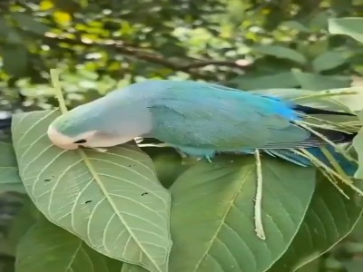 استفاده جالب مرغ عشق از رگبرگ‌های میانی برگ‌ها