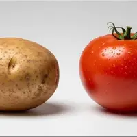 سیب‌زمینی‌ها از اجداد گوجه‌فرنگی فرگشت یافته‌اند!