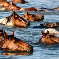 شنای پونی‌های وحشی در ویرجینیا