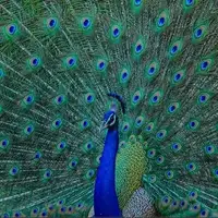 طاووس‌ها از دُم خود لیزر شلیک می‌کنند!