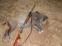 فضای مجازی شکارچی گراز را لو داد
