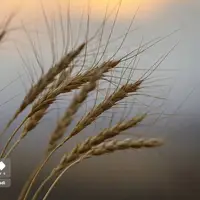 برداشت گندم در "سارال" 