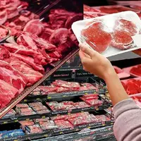 تولید گوشت قرمز از دشت‌های لرستان؛ بومی با کیفیت جهانی