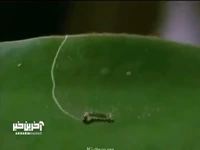 رازهای استراتژی کرم ابریشم در دنیای پرخطر!