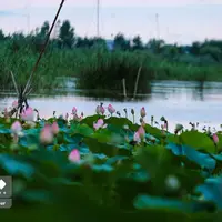  تالاب نیلوفر آبی بابل