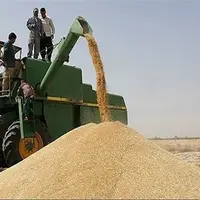 کاهش شدید خرید گندم در کهگیلویه و بویراحمد