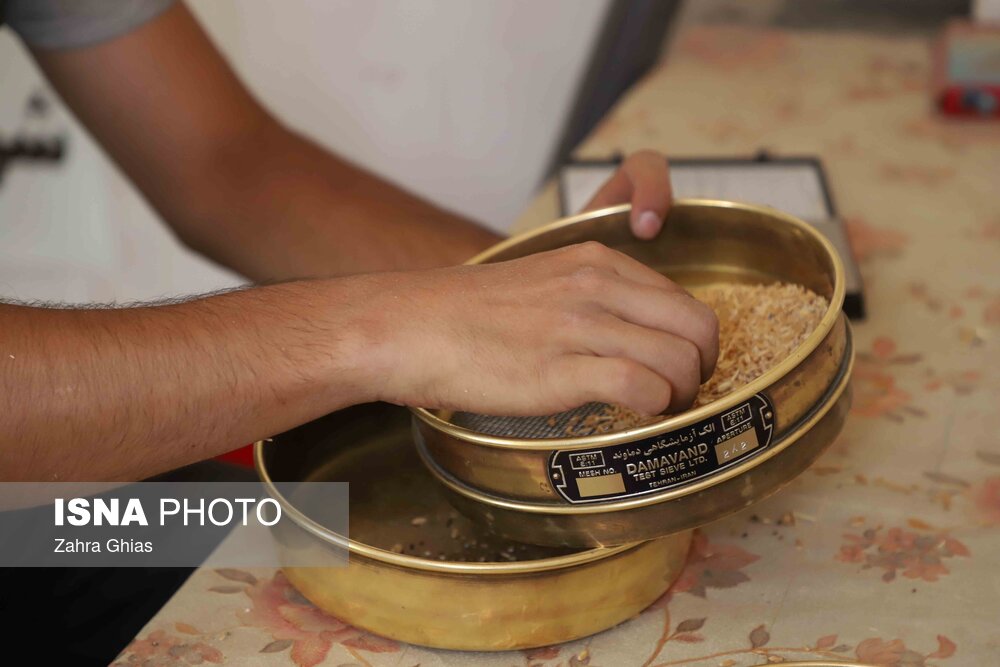 آیین شکرگزاری برداشت گندم در مراغه