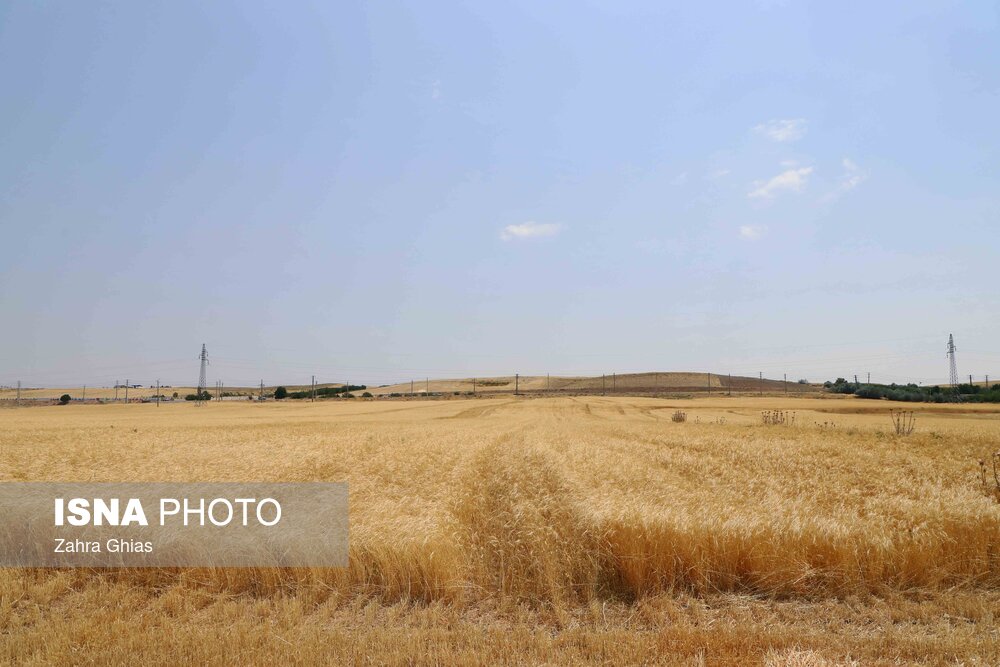 آیین شکرگزاری برداشت گندم در مراغه