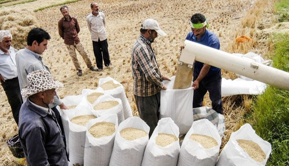 سیگنال به بازار برنج برای کاهش قیمت از امروز