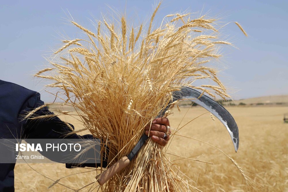آیین شکرگزاری برداشت گندم در مراغه
