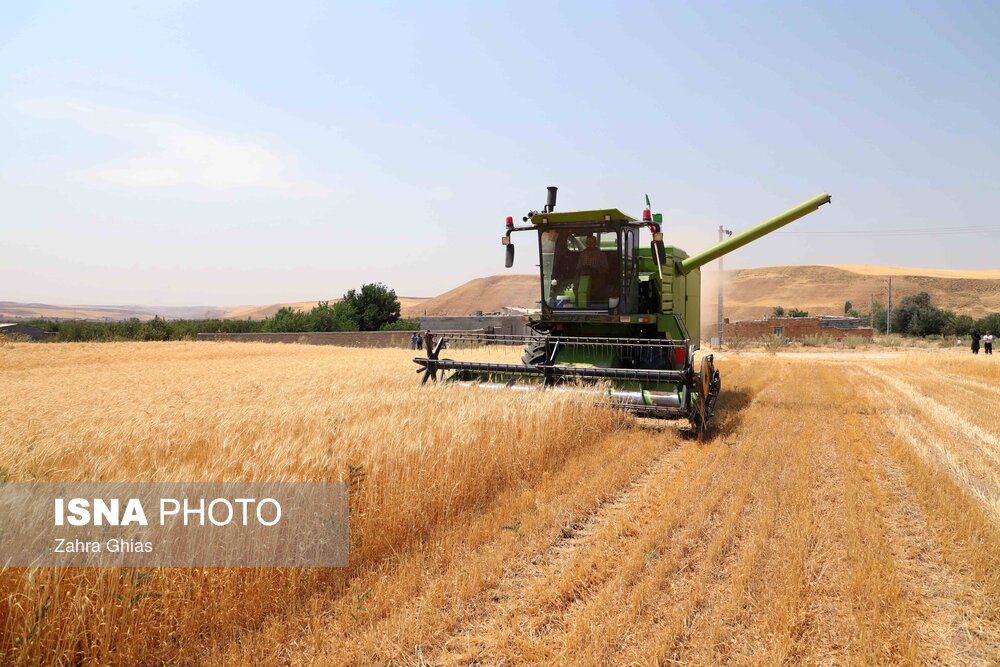 آیین شکرگزاری برداشت گندم در مراغه